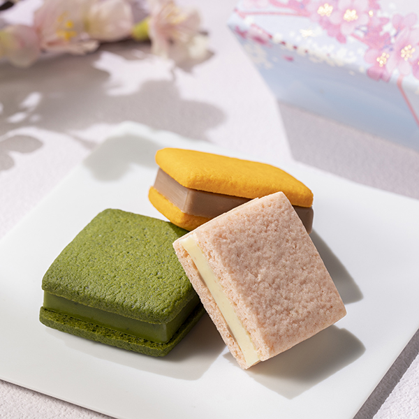 サブレショコラ桜🌸